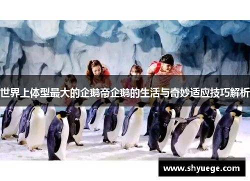 世界上体型最大的企鹅帝企鹅的生活与奇妙适应技巧解析